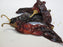 Dried California Chili Peppers with stim, 25 lbs