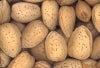 Raw Almonds in Shell, 50 lbs / case